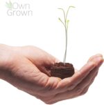 Kräuter Samen Set von OwnGrown, 12 Sorten – Bild 7