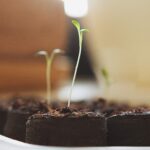 Kräuter Samen Set von OwnGrown, 12 Sorten – Bild 6