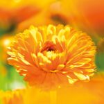 Gesichtscreme WELEDA Calendula Naturkosmetik – Bild 4