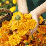Gesichtscreme WELEDA Calendula Naturkosmetik – Bild 3