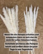 Deko, Sporgo, Pampasgras Getrocknet – Bild 5