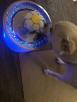 Aerb Katzen und Hunde Trinkbrunnen - 2,4L – Bild 15