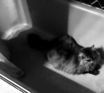 Aerb Katzen und Hunde Trinkbrunnen - 2,4L – Bild 13