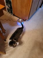 Aerb Katzen und Hunde Trinkbrunnen - 2,4L – Bild 12
