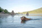 Ultra Ball für Hunde - CHUCKIT! – Bild 3
