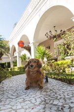 Ultra Ball für Hunde - CHUCKIT! – Bild 10