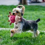 Toozey Langlebige Hundespielzeuge für Welpen/kleine Hunde – Bild 8