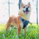 ThinkPet Anti-Zug Hundegeschirr - Reflektierend, Atmungsaktiv & Gepolstert – Bild 2