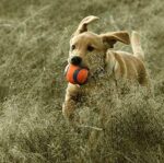 Ultra Ball für Hunde - CHUCKIT! – Bild 4