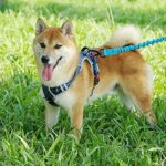 ThinkPet Anti-Zug Hundegeschirr - Reflektierend, Atmungsaktiv & Gepolstert – Bild 8