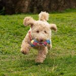 Toozey Langlebige Hundespielzeuge für Welpen/kleine Hunde – Bild 9