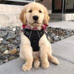 Hundegeschirr, Einstellbar für kleine und grosse Hunde – Bild 8