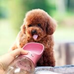 DryMartine Tragbare Haustier Wasserflasche Hund Katze Trinkflasche,Pet Travel Water Drink Flasche – Bild 5