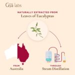 Gya Labs Eukalyptusöl für Atmung - Reine Ätherisches Öl Eukalyptus Öl für Gesundheit und Kopfschmerzen - 100 Naturreine für Diffuser Aromatherapie, Aromaöl und Duftöl - 10ml – Bild 5