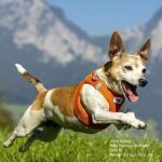 curli Geschirr Vest Air Mesh – Bild 5