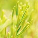 WELEDA Bio Belebendes Haar-Tonikum, Naturkosmetik Haaröl zur Vermeidung von Haarausfall und Förderung von Haarwachstum, Pflege für kräftiges Haar und eine gesunde Kopfhaut (1 x 100 ml) – Bild 5