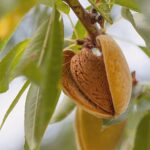 Naissance natürliches Mandelöl süß 1 Liter (1000ml) - Vegan, gentechnikfrei - Ideal zur Haut- und Haarpflege, für Aromatherapie und als Basisöl für Massageöle – Bild 5