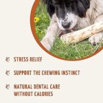 Wildfang® Kauwurzel aus Kaffeeholz für Hunde I natürliches Hundespielzeug Holzknochen, Kaustab, Kaustange, Kauknochen, Zahnpflege, Kaumuskel Training I zum Stressabbau – Bild 6