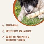 Wildfang® Kauwurzel aus Kaffeeholz für Hunde I natürliches Hundespielzeug Holzknochen, Kaustab, Kaustange, Kauknochen, Zahnpflege, Kaumuskel Training I zum Stressabbau – Bild 5