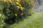 Gardena Schlauch-Regner Feiner Sprühregner für die Bewässerung länglicher, schmaler Zonen, anschlussfertig ausgestattet, individuell verkürz- oder verlängerbar – Bild 5