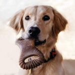 Benebone Dental Kauspielzeug für Aggressive Kauer – Bild 5