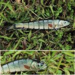 TRUSCEND Angelköder Crankbait, Alle Wasserschichten Serie, Hängend/Langsam/sinkend Schwimmend/Sinkende oder lippenlose Crankbaits zum Barschangeln, Lebensechte/Shad/Maus/Duck Crank Baits Köder – Bild 6