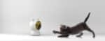 Petoneer Interaktiver Laser-Spass für Katzen – Bild 7