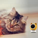 WLAN Haustierkamera in HD – Ihr Tier immer im Blick – Bild 2
