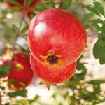 WELEDA Bio Inspire Schönheitsdusche Granatapfel, pflegendes Naturkosmetik Duschgel mit sinnlichem Duft nach Orange, Davana und Vanille zur Reinigung von Körper, Gesicht und Haut (1 x 200 ml) – Bild 5