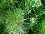 RS Trade künstlicher Weihnachtsbaum und Schnellaufbau Klapp-Schirmsystem, schwer entflammbar, unechter Tannenbaum inkl. Metall Christbaum Ständer – Bild 6