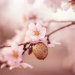 WELEDA Bio Mama Schwangerschafts-Pflegeöl - Naturkosmetik Massage Schwangerschaftsöl zur Vorbeugung von Schwangerschaftsstreifen / Dehnungsstreifen am Bauch, Oberschenkel und Brust – Bild 10
