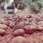 Naissance Sheabutter BIO (Nr. 306) 250g, rein und natürlich, unraffiniert, BIO zertifiziert, handgeknetet, vegan & parfümfrei, ethisch und nachhaltig hergestellt aus Ghana – Bild 2