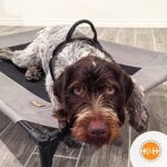 KH, Original Pet Cot, erhöhtes Haustierbett für Hunde und Katzen – Bild 7