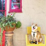 Pogi's Hundekotbeutel -biologisch abbaubare, parfümierte -unparfümierte - uarfümfrei , tropfsichere Hundetüten – Bild 6