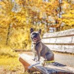 Pogi's Hundekotbeutel -biologisch abbaubare, parfümierte -unparfümierte - uarfümfrei , tropfsichere Hundetüten – Bild 7
