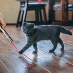 Toozey LED Pointer Katzen Hund Spielzeug Haustier LED Light Licht Pointer mit USB Wiederaufladbar, Bonus Zwei kleine Mäuse Spielzeug – Bild 8