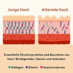 Collagen mit Elastin und Hyaluronsäure - Kollagen Hydrolysat Peptide Type I, II und III - 450 Gramm Pulver – Bild 4