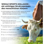 Collagen Pulver - Bioaktives Kollagen Hydrolysat Peptide I Eiweiss-Pulver Geschmacksneutral I Wehle Sports Made in Germany Kollagen Typ 1 2 3 Lift Drink – Bild 2
