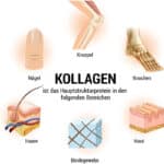Collagen Pulver - Bioaktives Kollagen Hydrolysat Peptide I Eiweiss-Pulver Geschmacksneutral I Wehle Sports Made in Germany Kollagen Typ 1 2 3 Lift Drink – Bild 4