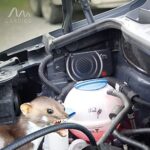 Gardigo® Marderschreck Marder-Frei Mobil | 25 Jahre Erfahrung mit Marderabwehr | Marderschreck Auto Batteriebetrieben | Marderschutz für KFZ, Motorraum, Dachboden, Haus, Garten – Bild 9