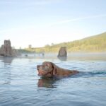 Chuckit – Ultra Ball Medium – 1 Jagdball für Hunde – Robuster und vielseitiger Ball – Ball der auf der Wasseroberfläche schwimmt – Kompatibel mit Chuckit Launchern – Bild 8