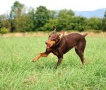 Chuckit – Ultra Ball Medium – 1 Jagdball für Hunde – Robuster und vielseitiger Ball – Ball der auf der Wasseroberfläche schwimmt – Kompatibel mit Chuckit Launchern – Bild 7