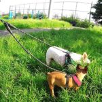 Taglory Doppelte Leinen/Hundeleine Doppelleine für 2 Hunde/Keine Verwicklung Reflektierend Kletterseil/Verstellbar Splitterleinen – Bild 3