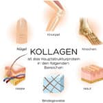 Luondu Beauty Kollagen Trinkampullen mit Hyaluronsäure (30 Ampullen mit 2500mg Premium Collagen flüssig) I Anti Aging* zum Trinken I Mit Biotin, Kupfer & Vitamin C, Blütenhonig & Gelée Royale – Bild 4