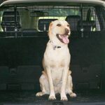 Sakura Kopfstützen-Hundegitter für Pkw - leicht zu montieren in den meisten Fahrzeugen, Fliessheckmodellen, SUV, Kombis, MPV - ohne Werkzeug in der Breite verstellbar – Bild 2