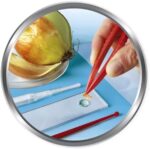 Clementoni Galileo Lab – Natur unter dem Mikroskop, Mikroskop für Kinder, Biologie-Labor für Schulkinder, ideal als Geschenk, Spielzeug für Kinder ab 8 Jahren von Clementoni – Bild 5