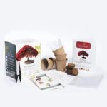Bonsai Starter Kit – Set Bonsai Anzuchtset 5 verschiedene Bonsaï-Samen – Wachstumsanleitung enthalten - Züchten Sie Ihren wunderschönen Bonsai – Geschenkidee für Männer und Frauen – Bild 7