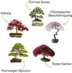 Bonsai Starter Kit – Set Bonsai Anzuchtset 5 verschiedene Bonsaï-Samen – Wachstumsanleitung enthalten - Züchten Sie Ihren wunderschönen Bonsai – Geschenkidee für Männer und Frauen – Bild 3