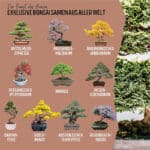 10 Bonsai Samen