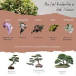 Bonsai Starter Kit für Anfänger und Pflanzen Verrückte